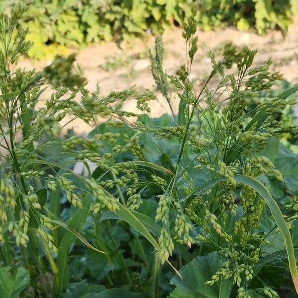 Panicum miliaceum Alia