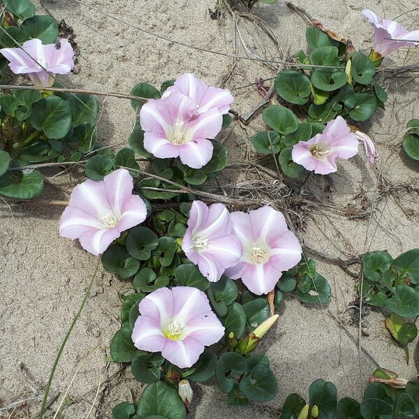 Calystegia soldanella Hábitos