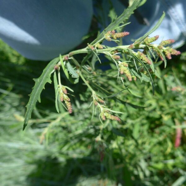 Atriplex littoralis फूल