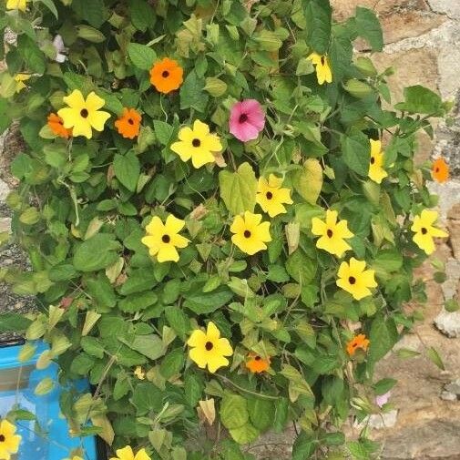 Thunbergia alata Flower