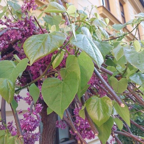 Cercis canadensis List