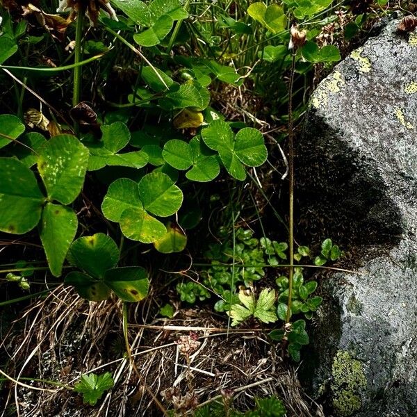 Trifolium pallescens Лист