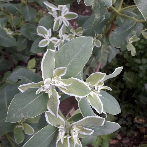 Euphorbia marginata Lapas