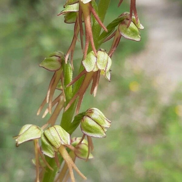 Orchis anthropophora Kwiat