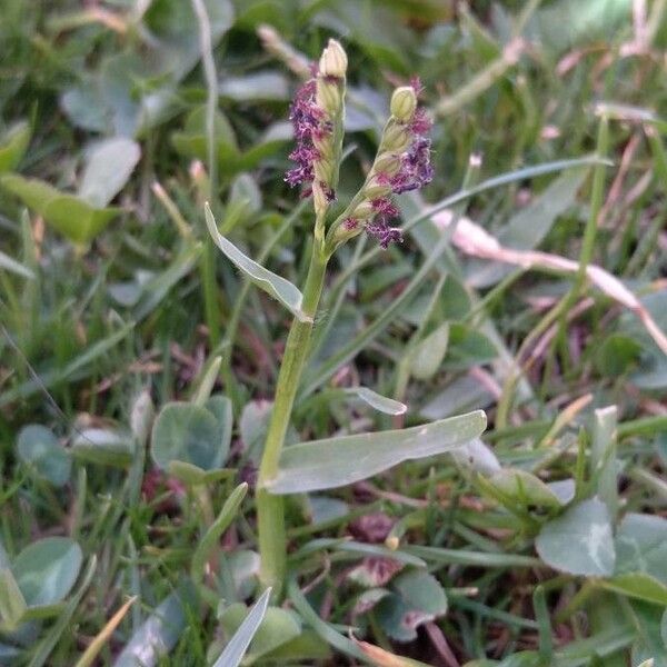 Paspalum distichum Habit