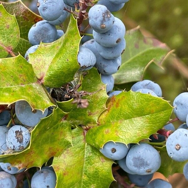 Berberis aquifolium Fruit