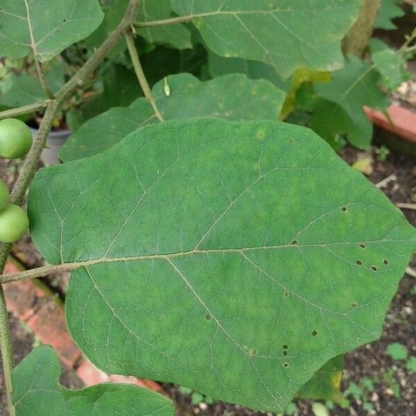 Solanum torvum ഇല