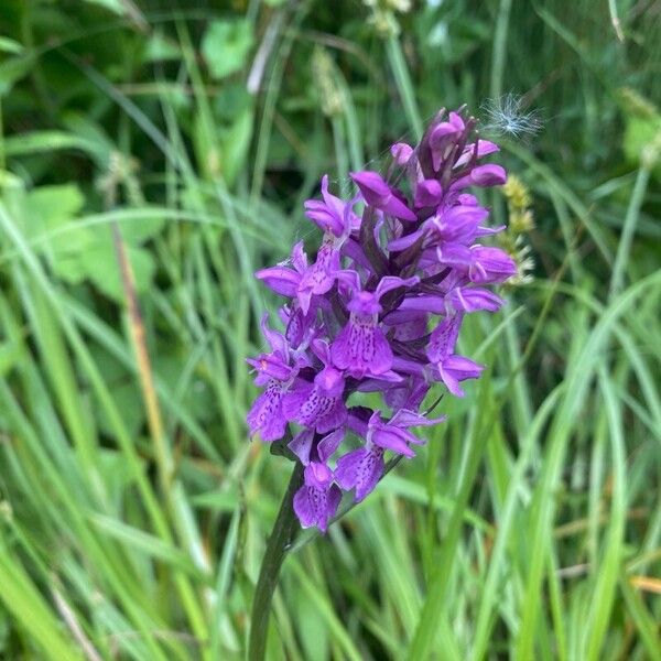 Dactylorhiza majalis 花