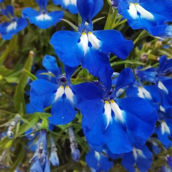 Lobelia erinus Blüte