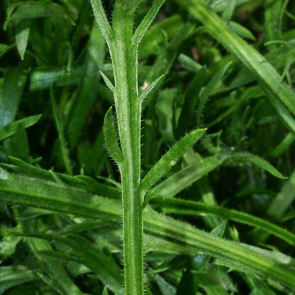 Plantago weldenii Frunză