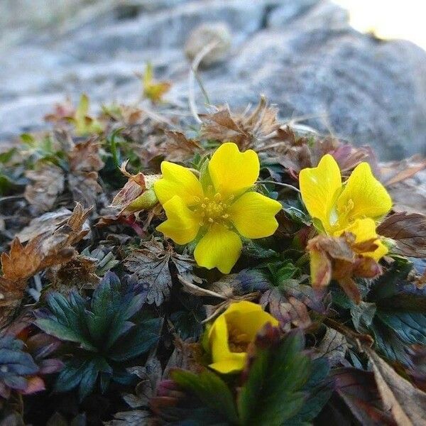 Potentilla crantzii Floro