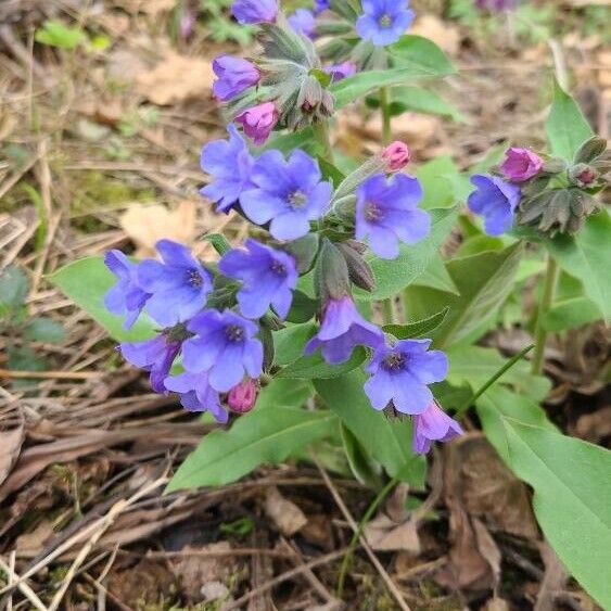 Pulmonaria mollis Цвят