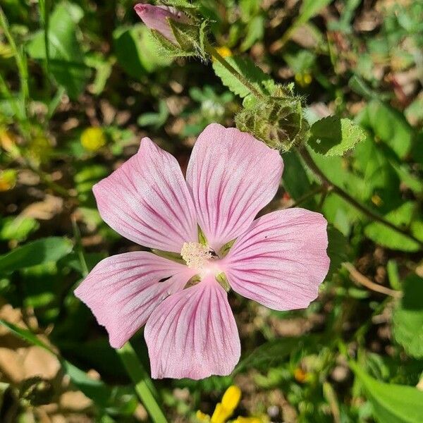 Malope malacoides Flower