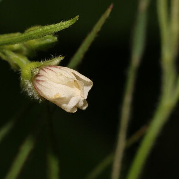 Sida linifolia Blüte