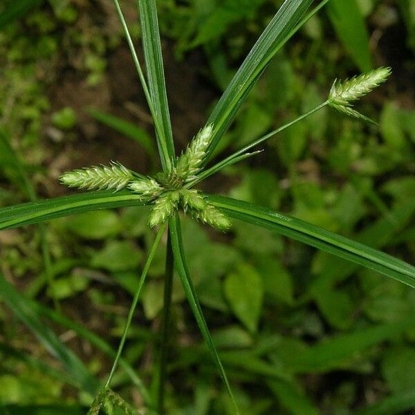 Cyperus simplex বাকল