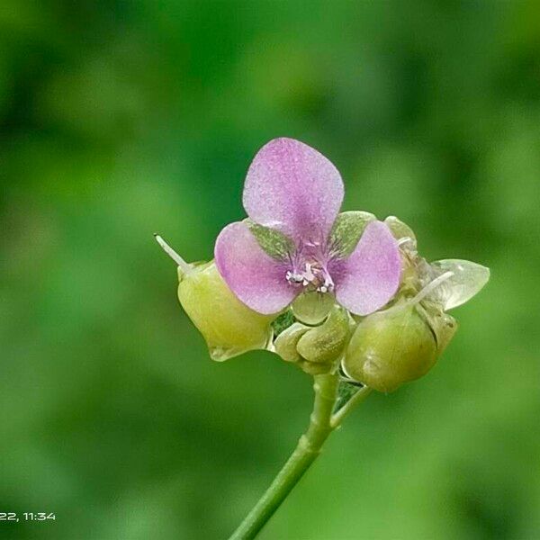 Murdannia nudiflora Flower