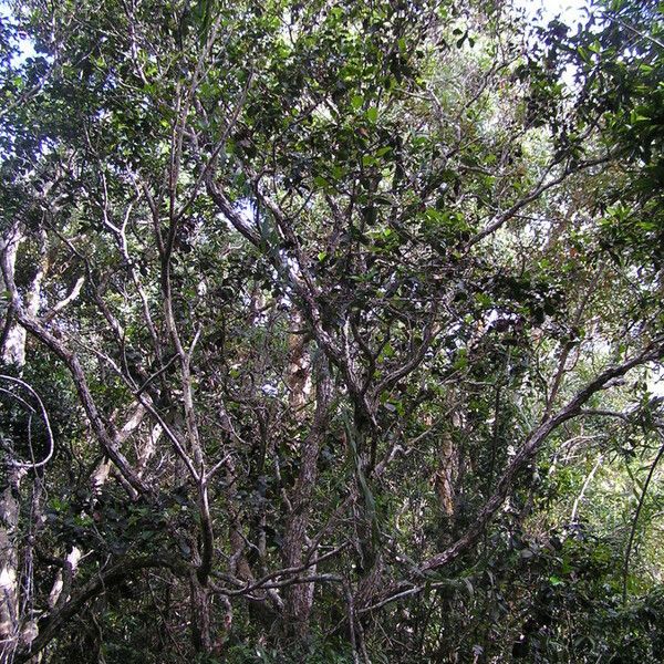 Codia belepensis Habit