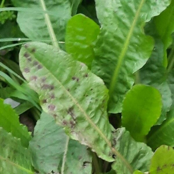 Rumex pulcher Blüte