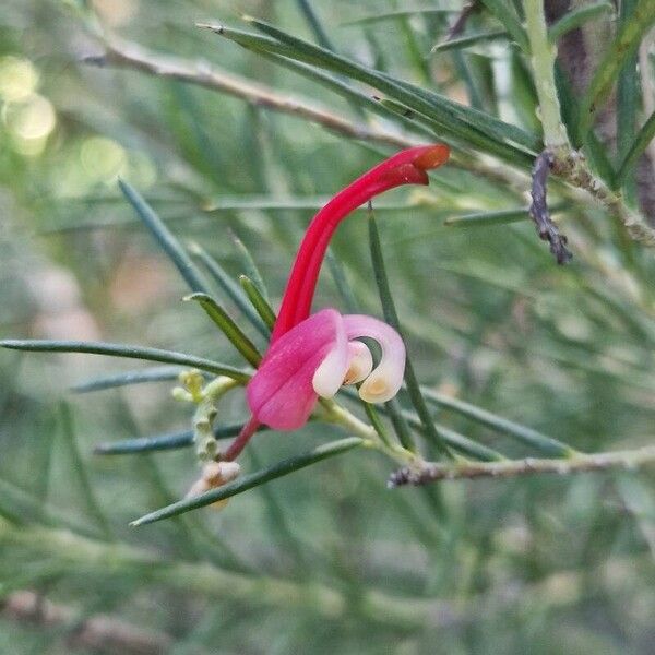 Grevillea rosmarinifolia പുഷ്പം