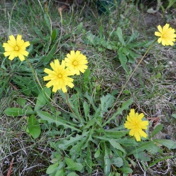 Leontodon saxatilis Folha