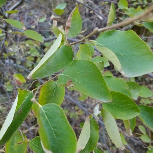 Styrax officinalis Hostoa