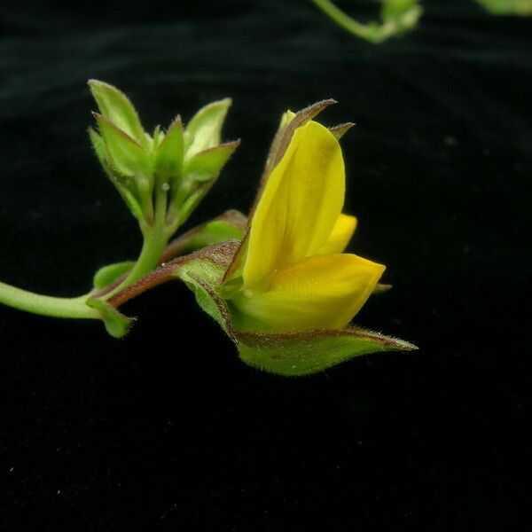 Crotalaria alata Хабит