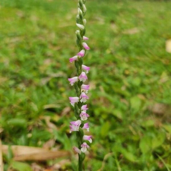 Spiranthes sinensis Flor