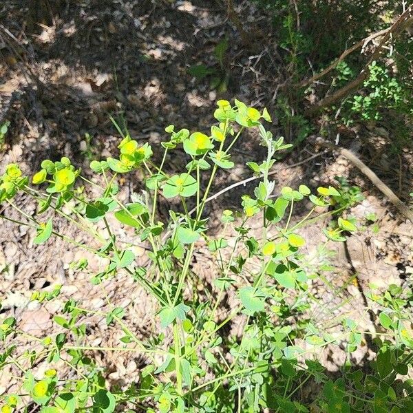 Euphorbia segetalis Cvet