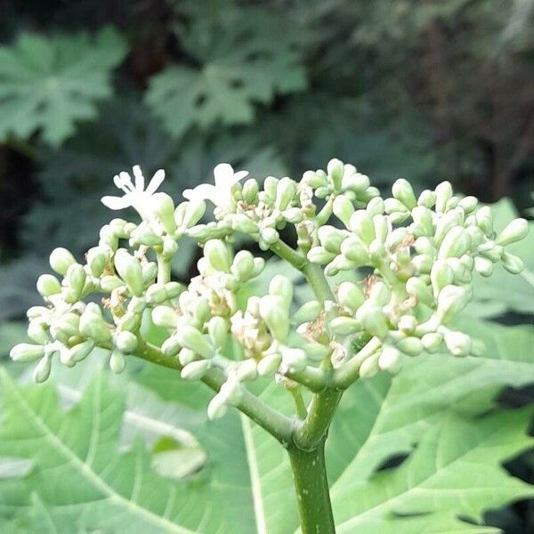 Cnidoscolus aconitifolius പുഷ്പം