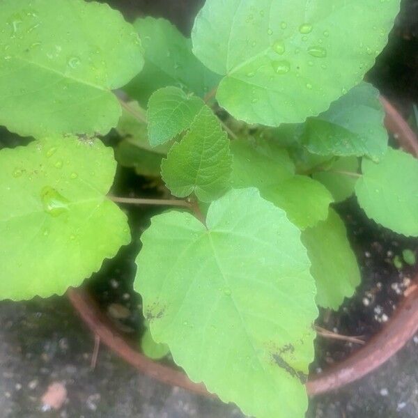 Ficus palmata Leaf