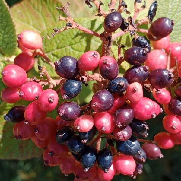 Viburnum lantana Gyümölcs