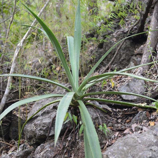 Hippocratea volubilis 葉