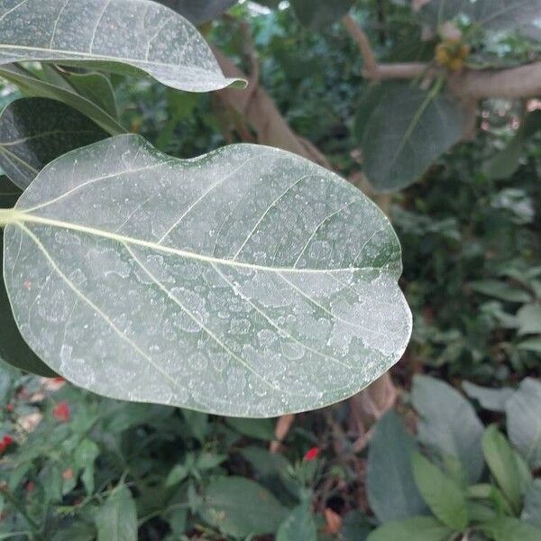 Ficus benghalensis Leaf