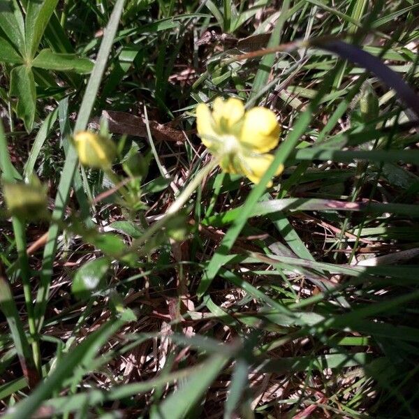 Potentilla aurea Fleur