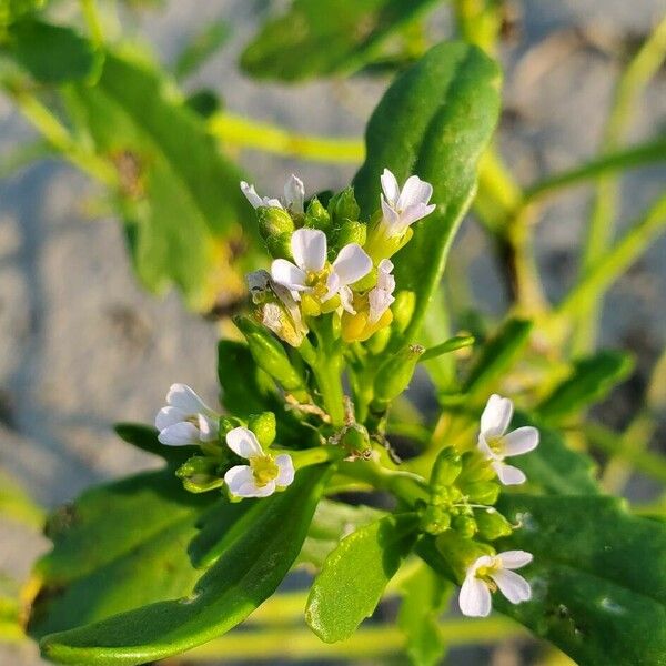 Cakile edentula Flower