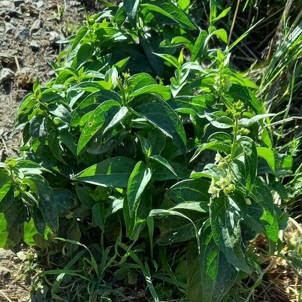 Vincetoxicum hirundinaria Habit