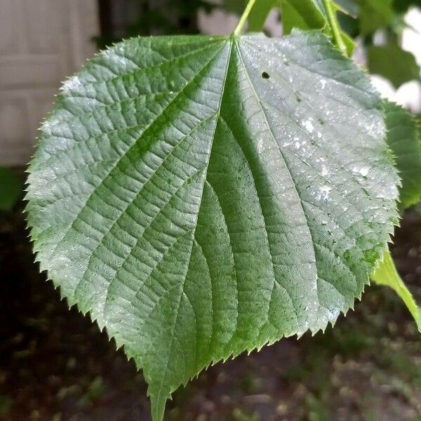 Tilia platyphyllos Hoja