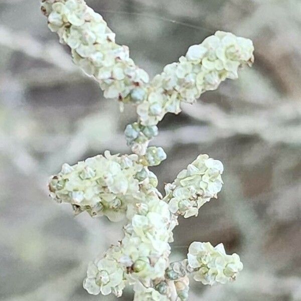 Caroxylon vermiculatum Frukt