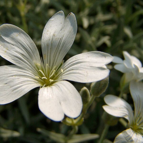 Cerastium biebersteinii Flower