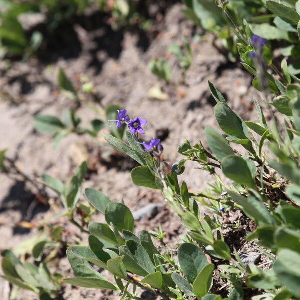 Veronica cusickii (Cusick's speedwell)