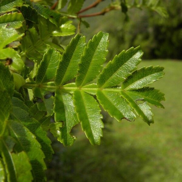 Weinmannia tinctoria Leaf