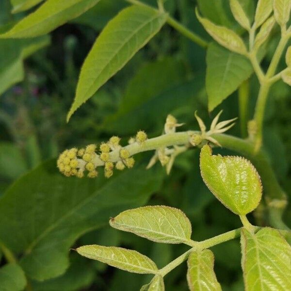 Broussonetia papyrifera Virág