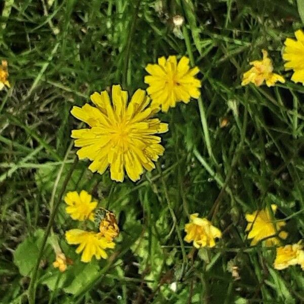 Crepis setosa 花