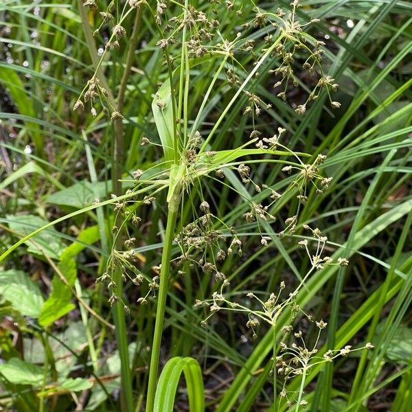 Scirpus sylvaticus Flower