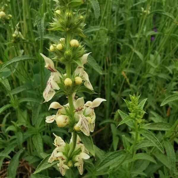 Stachys ocymastrum Flor