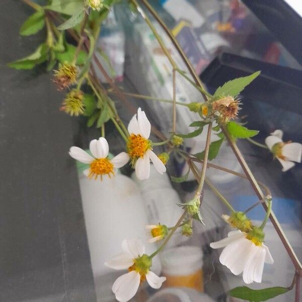 Bidens pilosa Flower