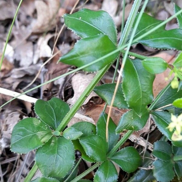 Rubia peregrina Blad