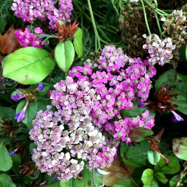 Spiraea japonica Flors