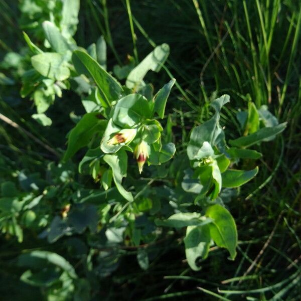 Cerinthe glabra Λουλούδι