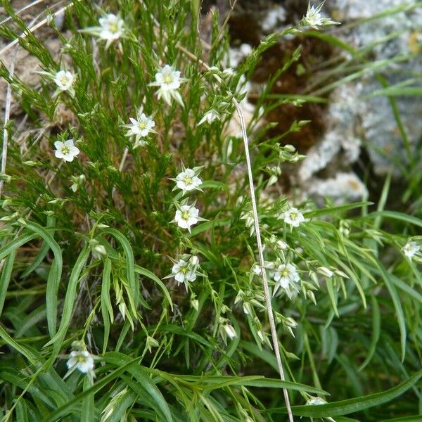 Sabulina verna Other